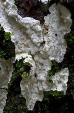 Junghuhnia zonata thumbnail 2