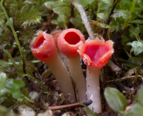 rosy goblet