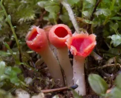 rosy goblet thumbnail 1
