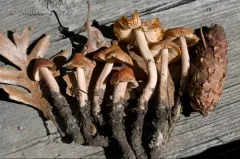Caulorhiza hygrophoroides thumbnail 1