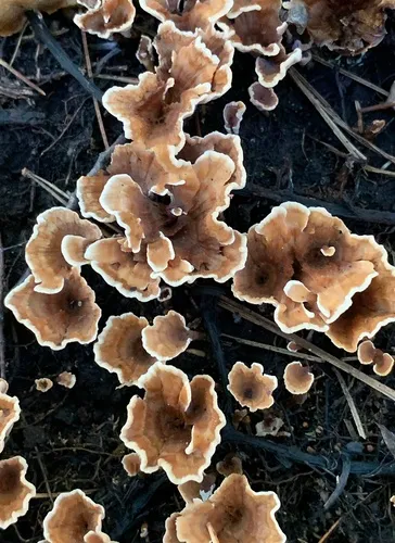 Stereopsis burtiana