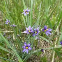 strict blue-eyed grass thumbnail 2