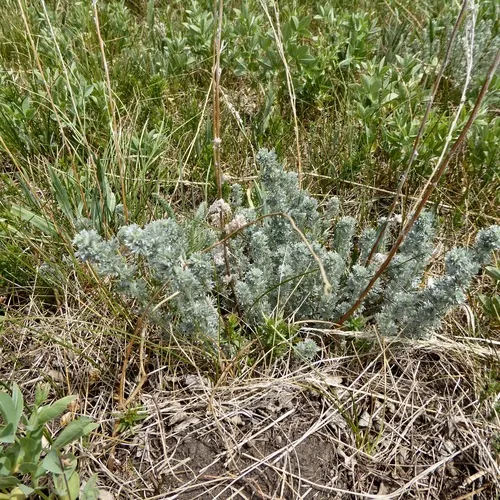 fringed sagebrush