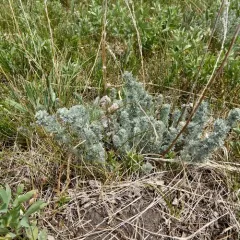 fringed sagebrush thumbnail 1