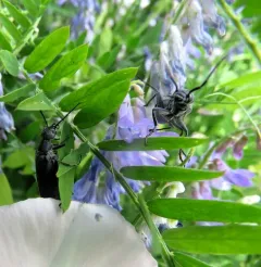 Dark Blister Beetle thumbnail 2