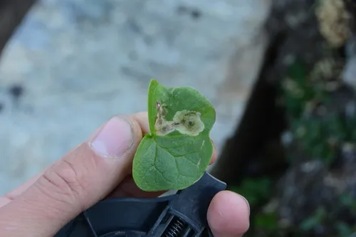 Pegomya icterica