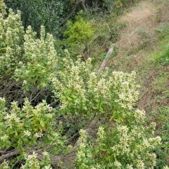 coyote brush thumbnail 4