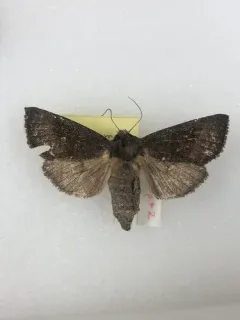 Prairie Rosinweed Borer Moth thumbnail 3