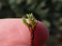 Arctic Haircap Moss thumbnail 2