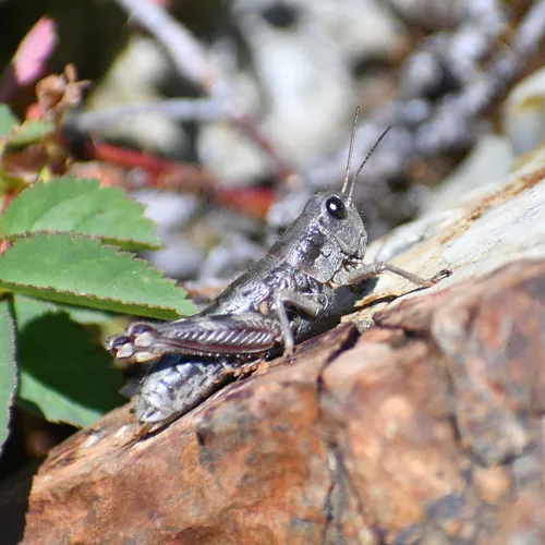 Chilcotin Grasshopper