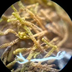 Monster Pawwort thumbnail 2