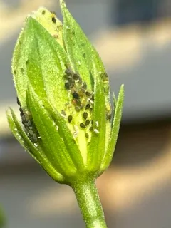 Melon Aphid thumbnail 3