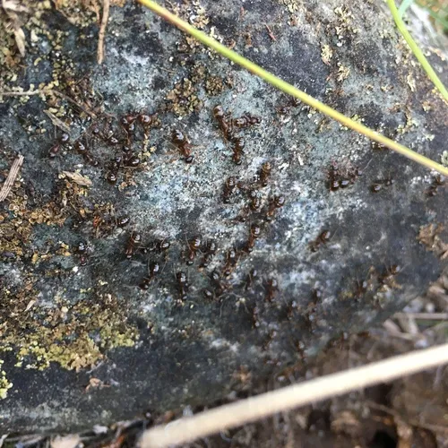 Formica subpolita