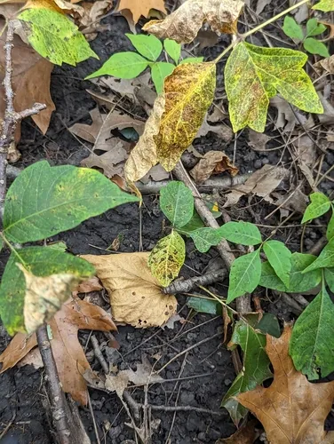 Poison ivy rust