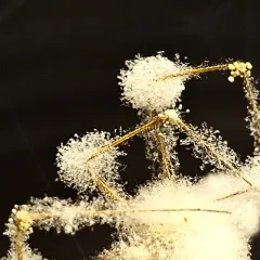 Engyodontium aranearum thumbnail 4