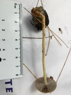 Protostropharia alcis thumbnail 3