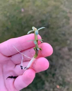 Fourleaf Mare's-tail thumbnail 1