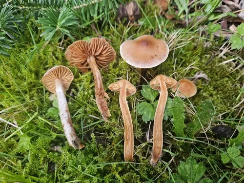 Cortinarius luridus