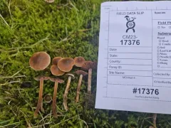 Cortinarius desertorum thumbnail 2