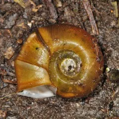 Marsh Ramshorn thumbnail 3
