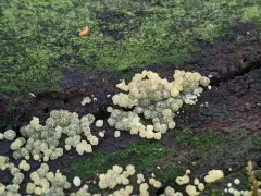 Trichoderma sinuosum thumbnail 3