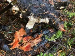 Phanerochaete sanguinea thumbnail 2