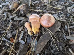 Chroogomphus purpurascens thumbnail 2