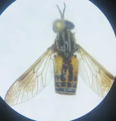 Sherman's Deer Fly thumbnail 4