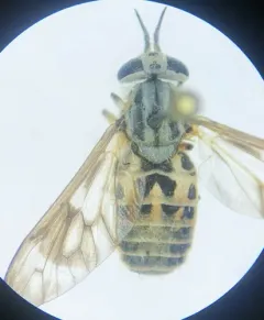 Chrysops discalis thumbnail 3