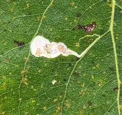 Stigmella populetorum thumbnail 4