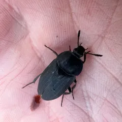 Silpha tristis thumbnail 2