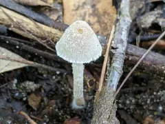 Coprinopsis canoceps thumbnail 4