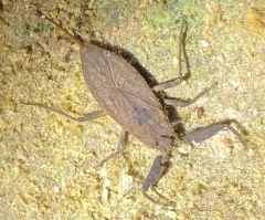 Nepa apiculata thumbnail 4