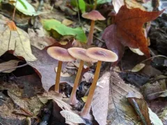 Mycena atkinsoniana thumbnail 3