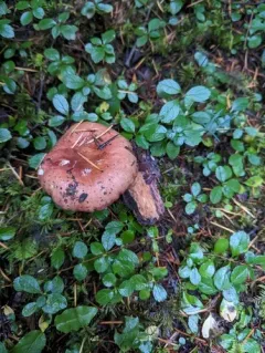 Russula mordax thumbnail 3