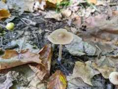 Psathyrella albescens thumbnail 3