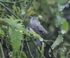 Virginia's Warbler thumbnail 3