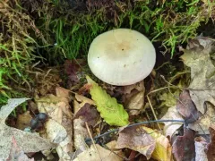 Atractosporocybe inornata thumbnail 2