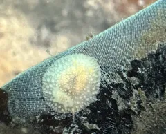 Janna's Dorid thumbnail 3