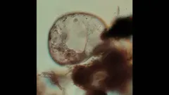 Trachelius ovum thumbnail 1