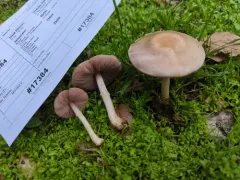 mini mushroom thumbnail 3