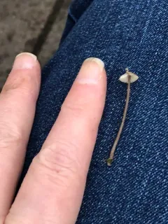 Mycena rebaudengoi thumbnail 1