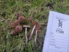 spring webcap thumbnail 3