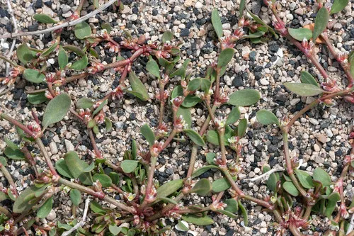 Fowler's Knotweed