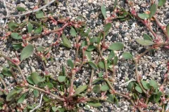 Fowler's Knotweed thumbnail 1