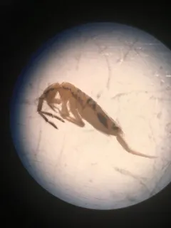Entomobrya washingtonia thumbnail 4