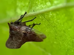 Telamona maculata thumbnail 4