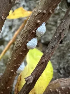 Two-Marked Treehopper thumbnail 3