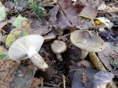 Hygrophorus fuscoalboides thumbnail 2