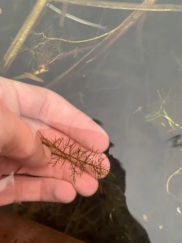 Cutleaf Water-milfoil